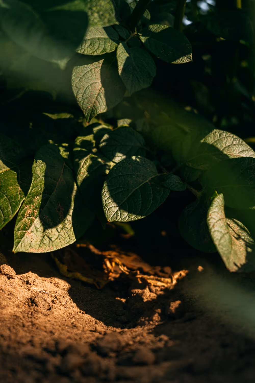 Donkergroene bladeren die schaduwen werpen op droge aarde in nauwgezet zonlicht.