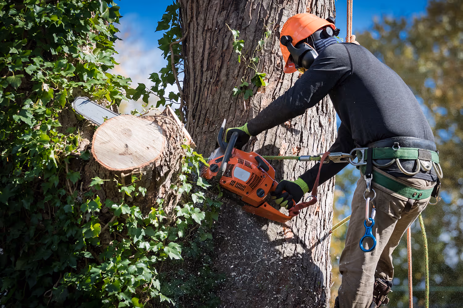 Tree worker wearing safety gear cutting a tree trunk with a chainsaw while secured by climbing ropes.