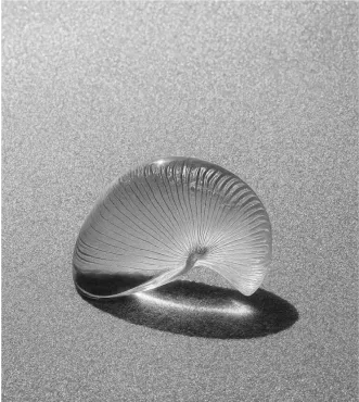 Our Services Item Img