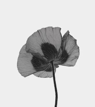 Our Services Item Img