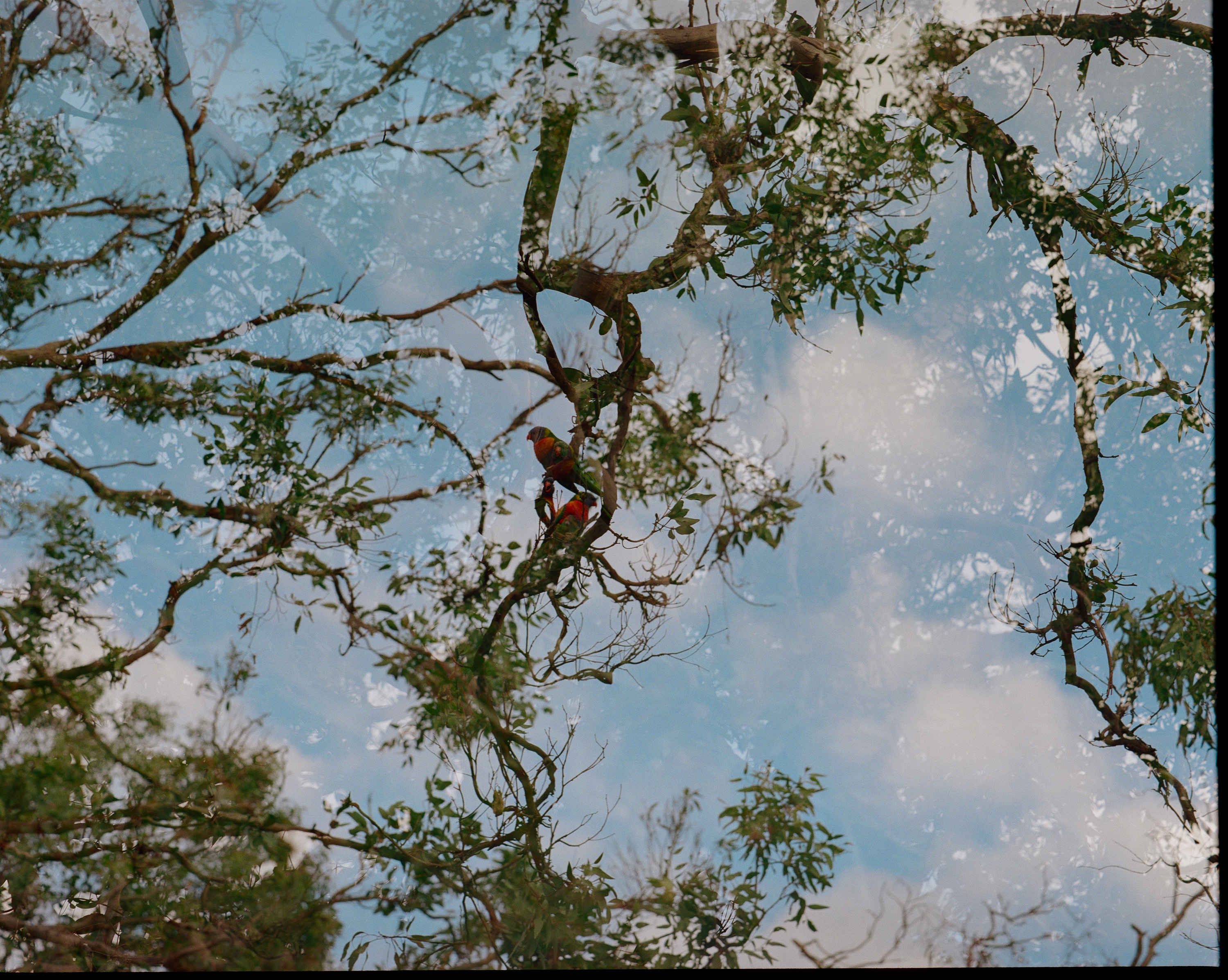 Two colorful parrots perched on thin branches against a sky backdrop with scattered clouds.