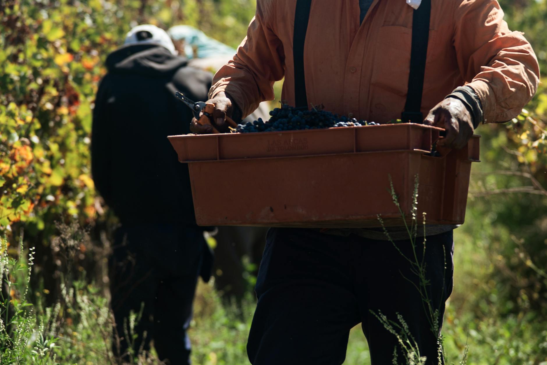Australian farm harvest seasonal workers regional
