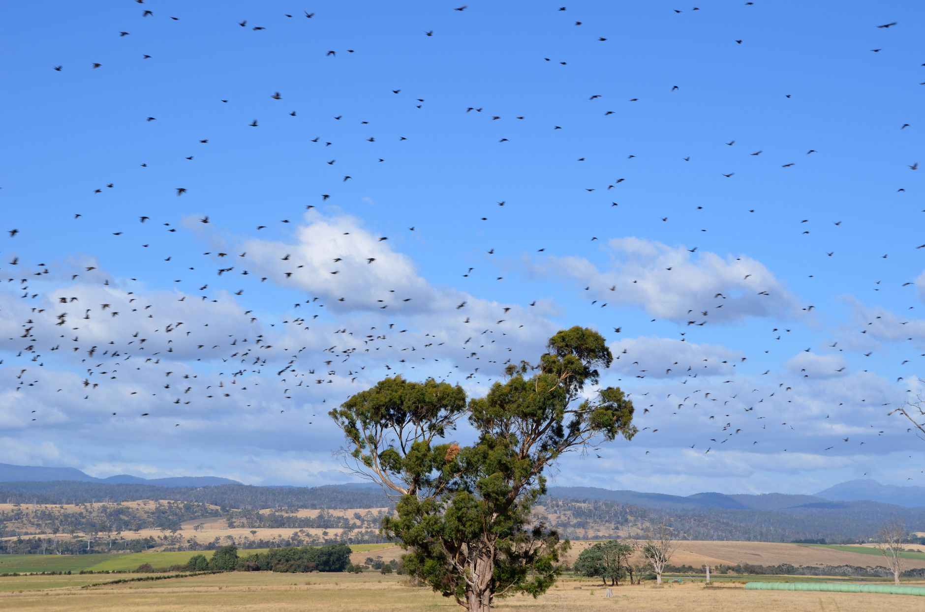 Tasmania Australia landscape skilled migration