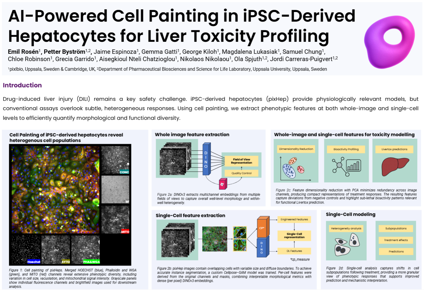 AI-Powered Cell Painting in iPSC-Derived Hepatocytes for Liver Toxicity Profiling