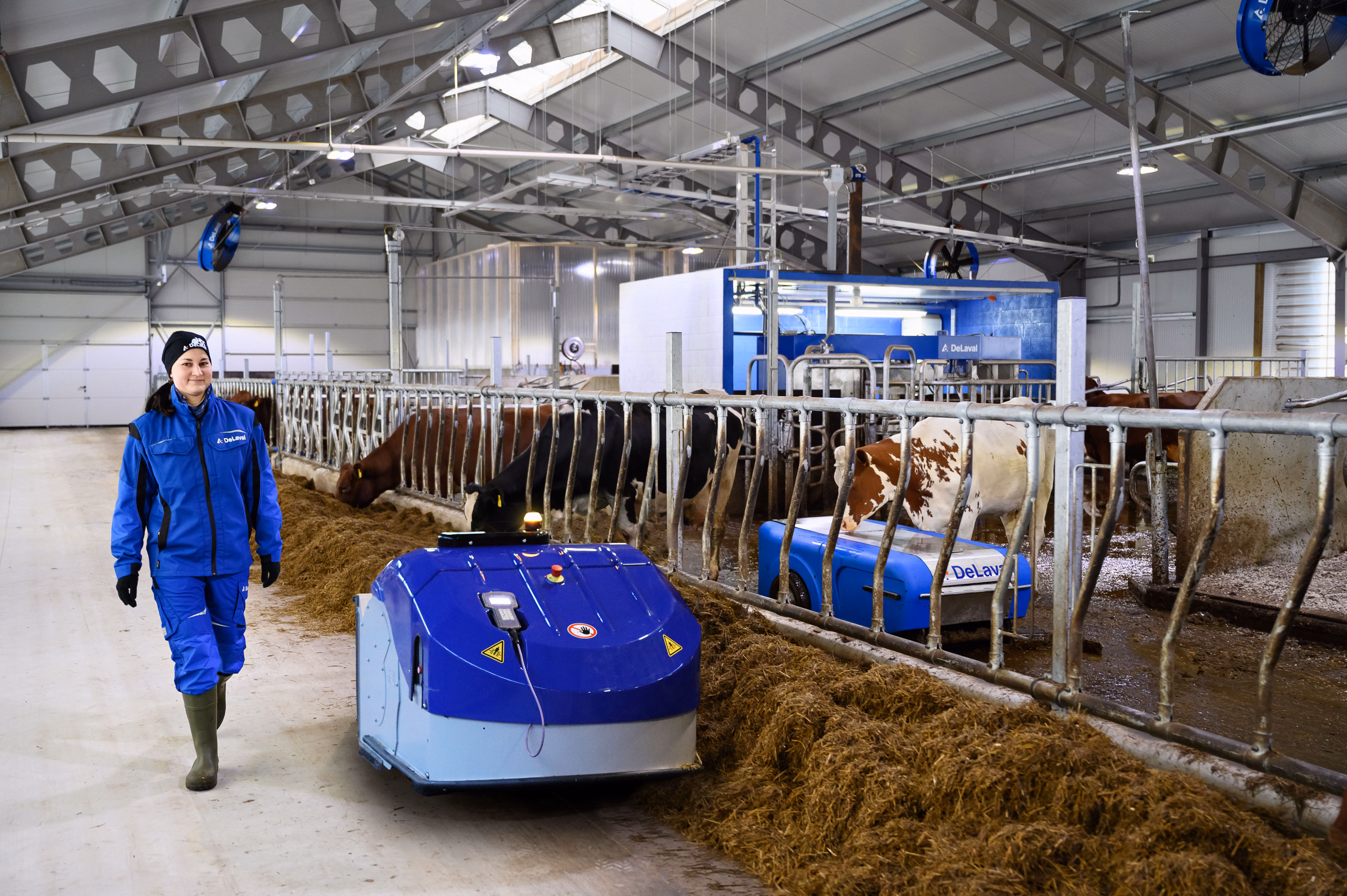 DeLaval OptiDuo voerrobot aan het werk in de stal
