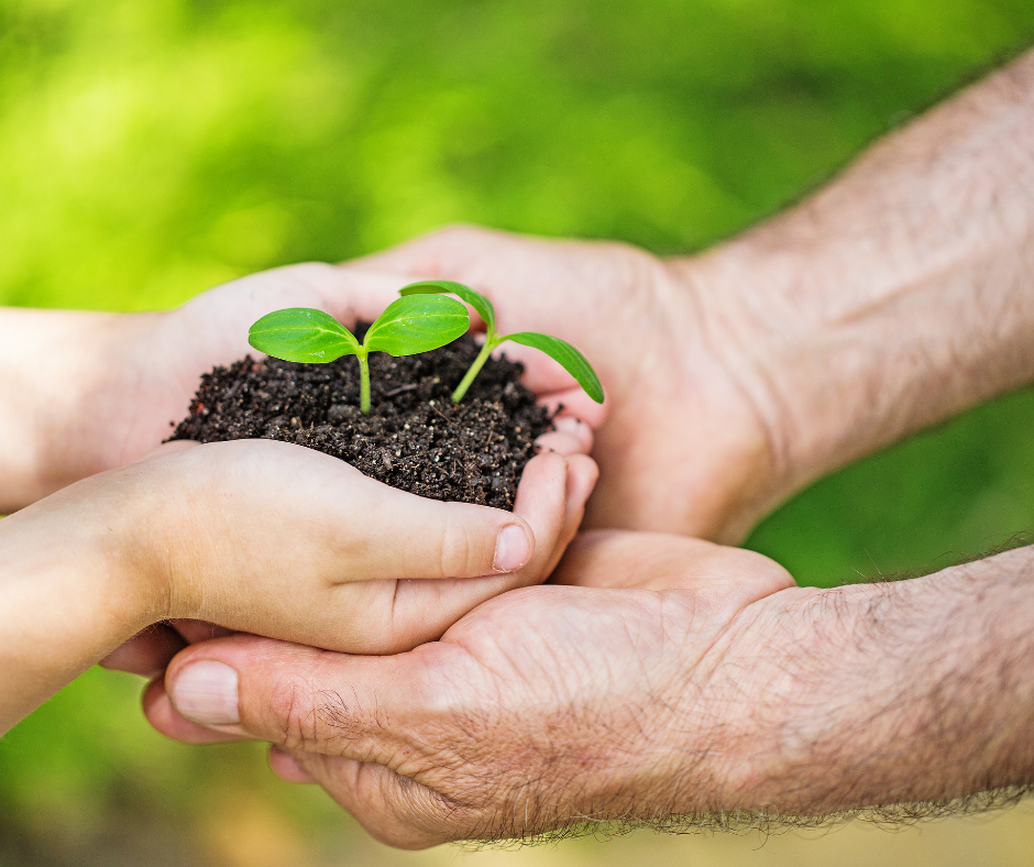 An adult's hands helping a child hold soil in their hands with a sprout of a plant.