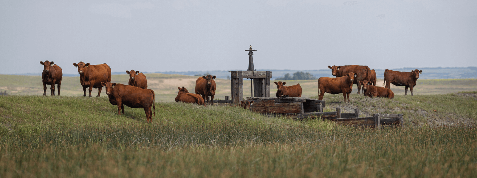 red angus cattle for sale