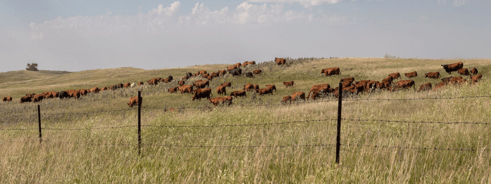 purebred red angus cows for sale