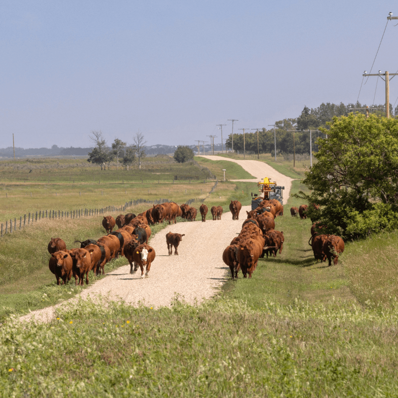 red angus cattle for sale