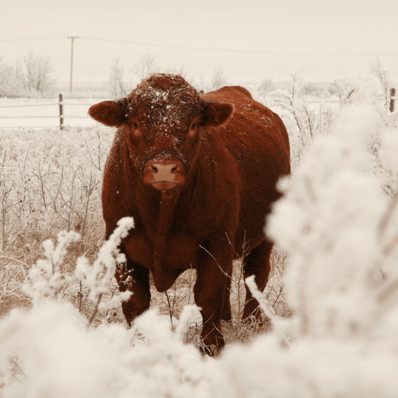 red angus calf price
