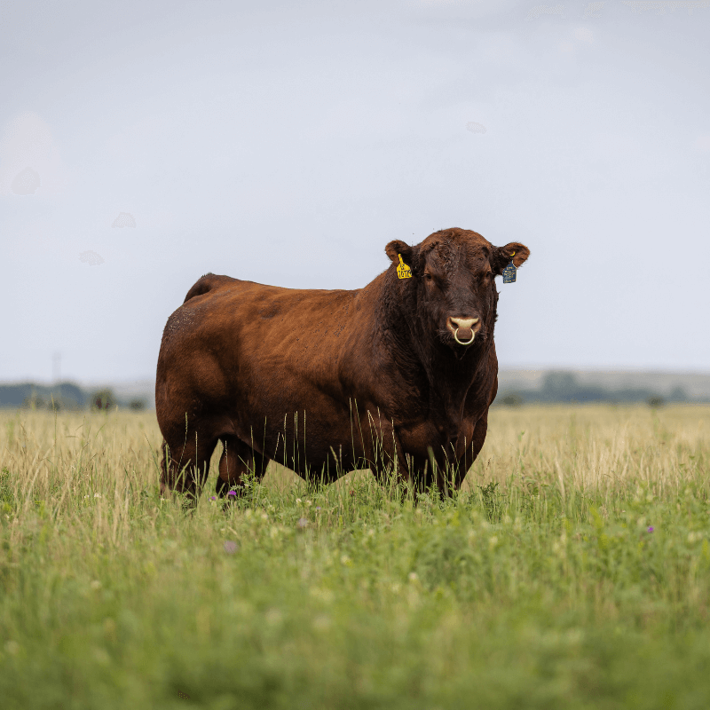 purebred red angus cows for sale