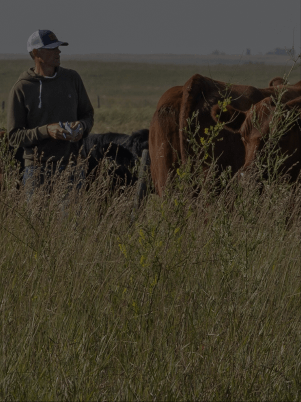 red angus bull sales alberta