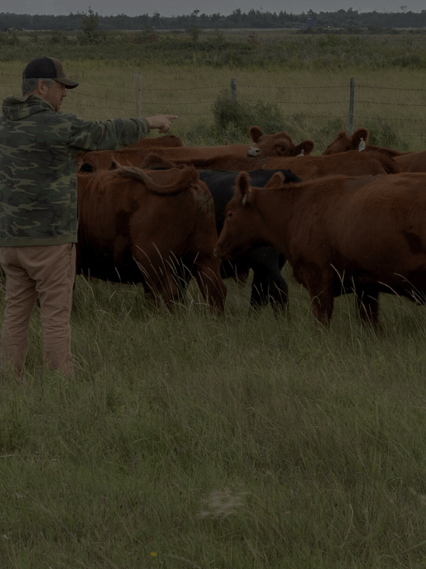 moose creek red angus
