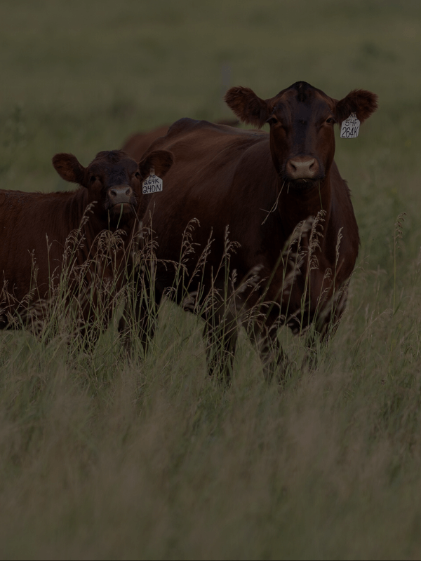 red angus cows for sale