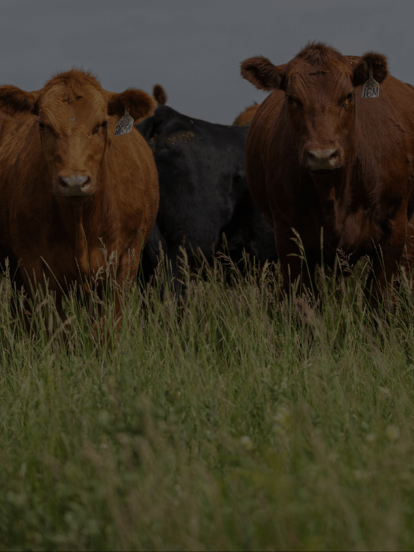 red angus cattle for sale