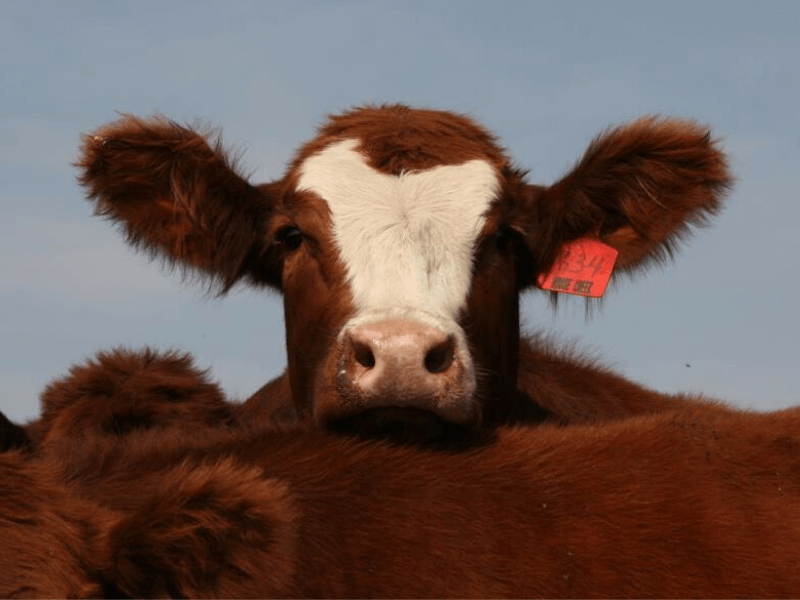 red angus calf for sale