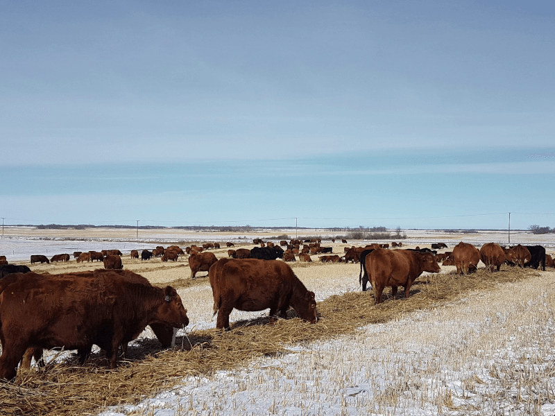red angus calves for sale