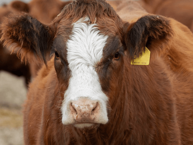 registered red angus for sale