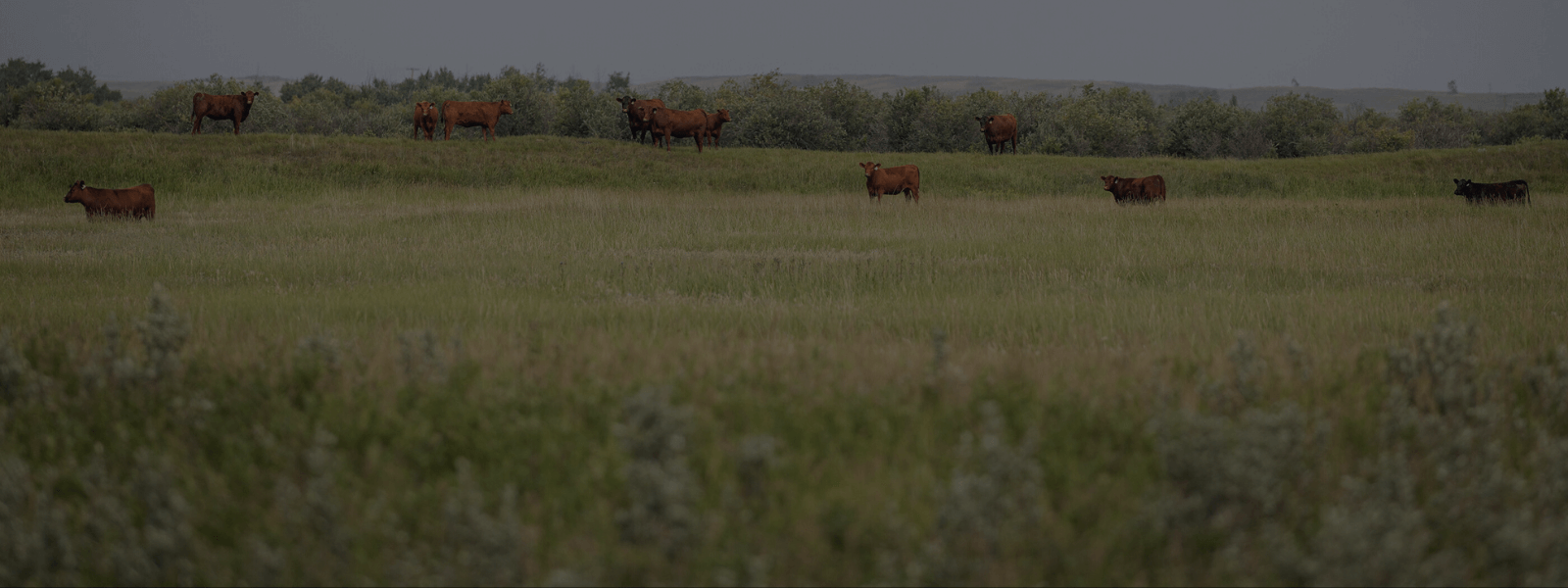 Ready to Strengthen Your Herd?