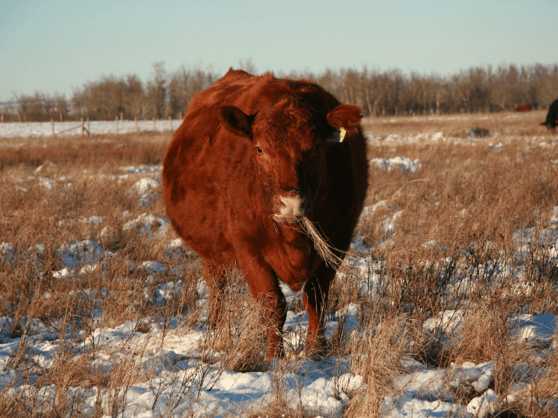 Moose Creek Herd