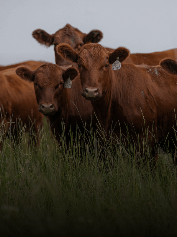 red angus calf price
