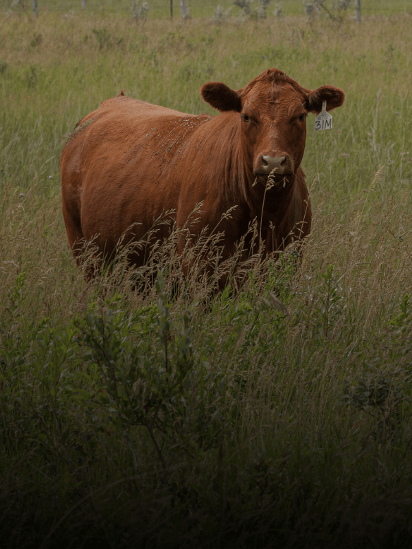 Forage-Based Program
