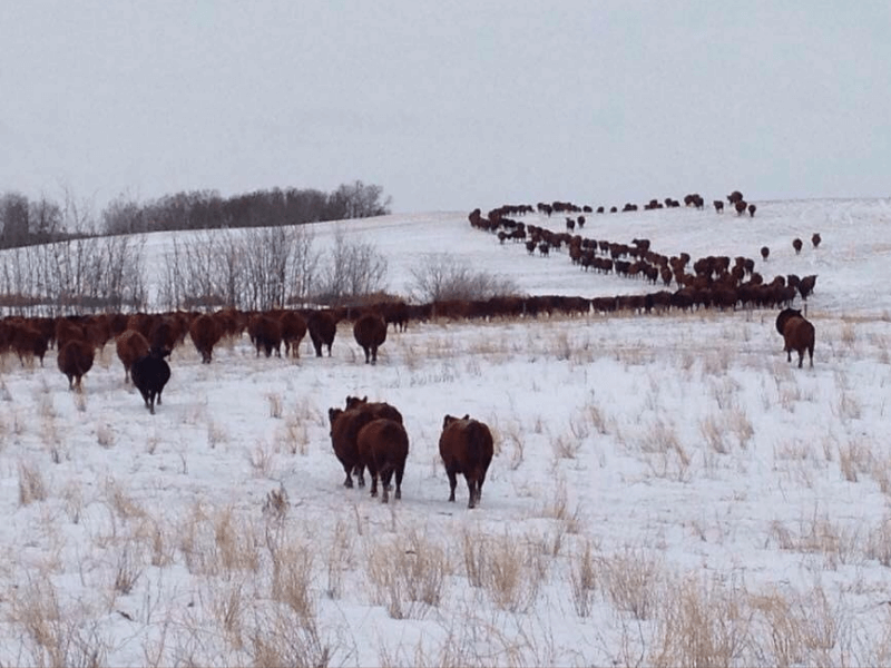 Commercial red angus Producers 