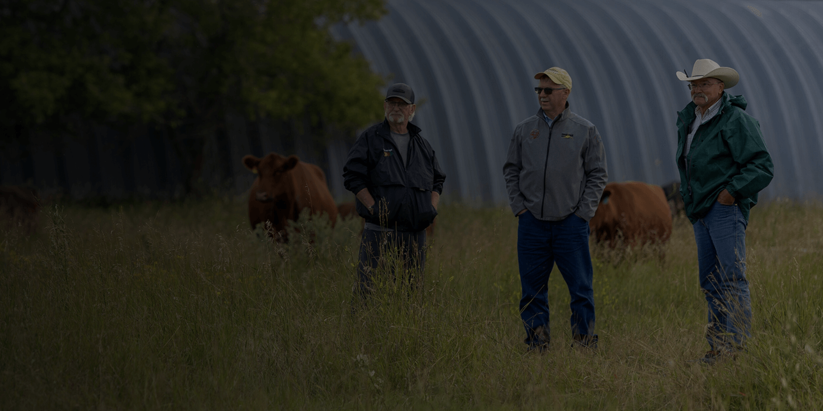 moose creek red angus purebred breeders