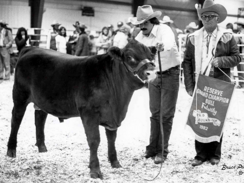 red angus cows for sale
