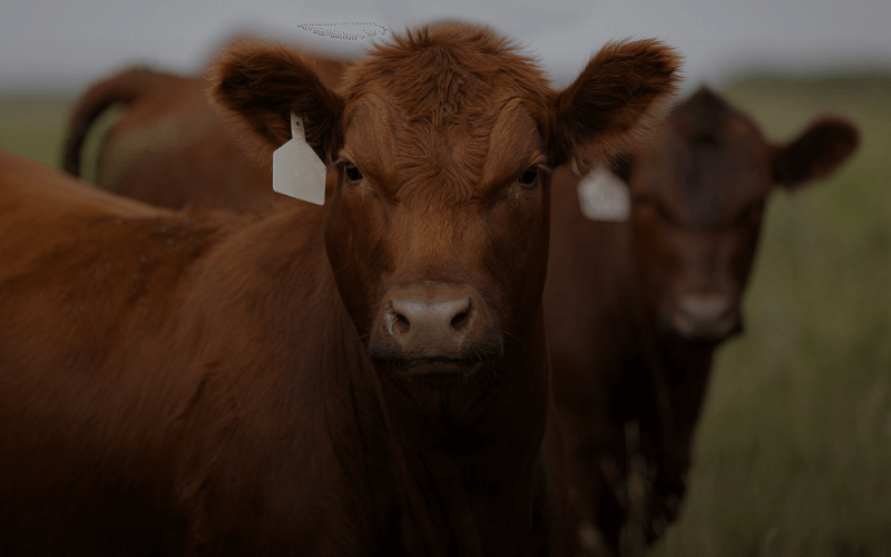 red angus cows for sale
