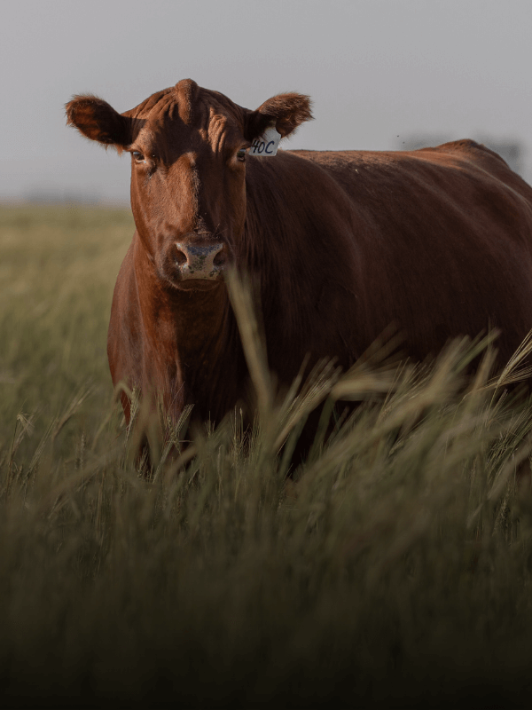 commercial red angus producers