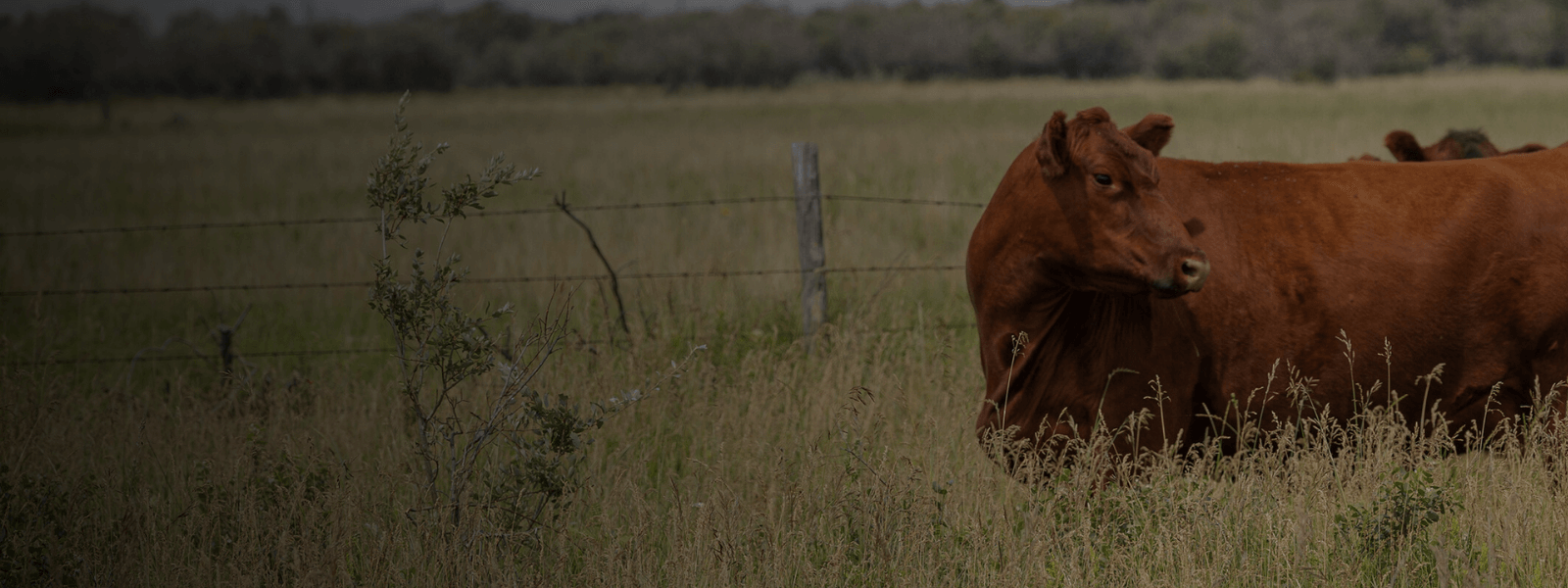 moose creek red angus next chapter