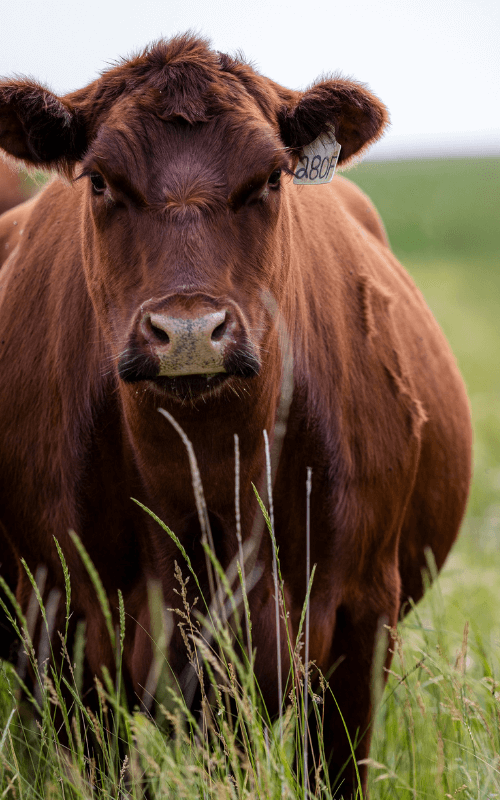 red angus bulls for sale