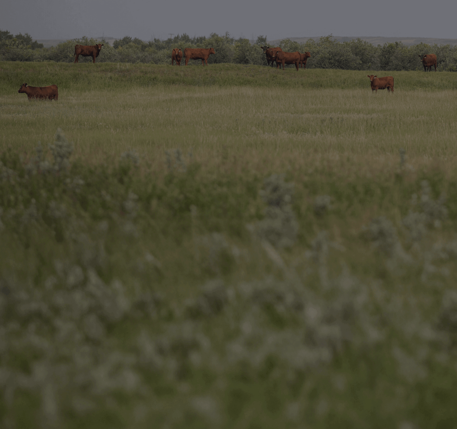 red angus herd for sale