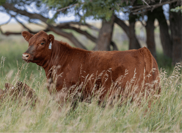 red angus hereford cross