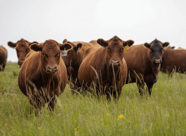 red angus steers for sale