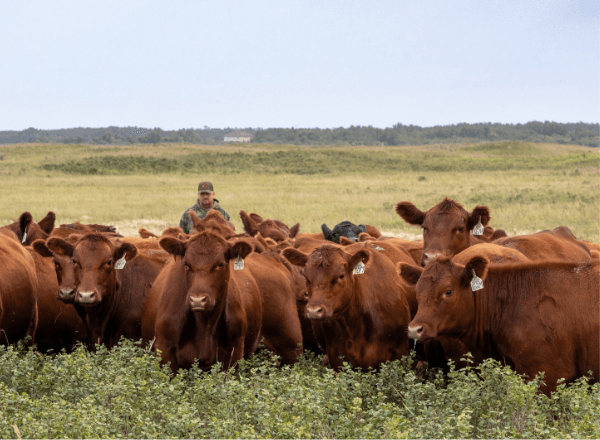 red angus hereford cross