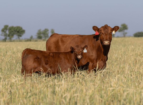 red angus cows for sale