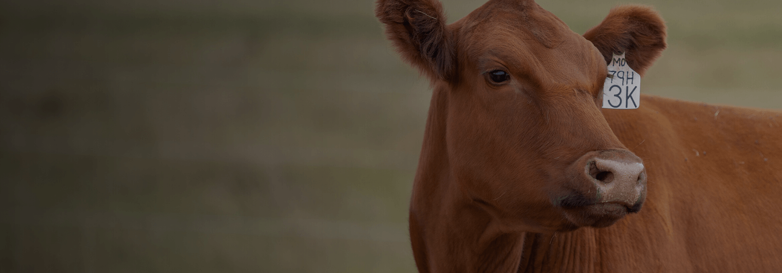 moose creek red angus