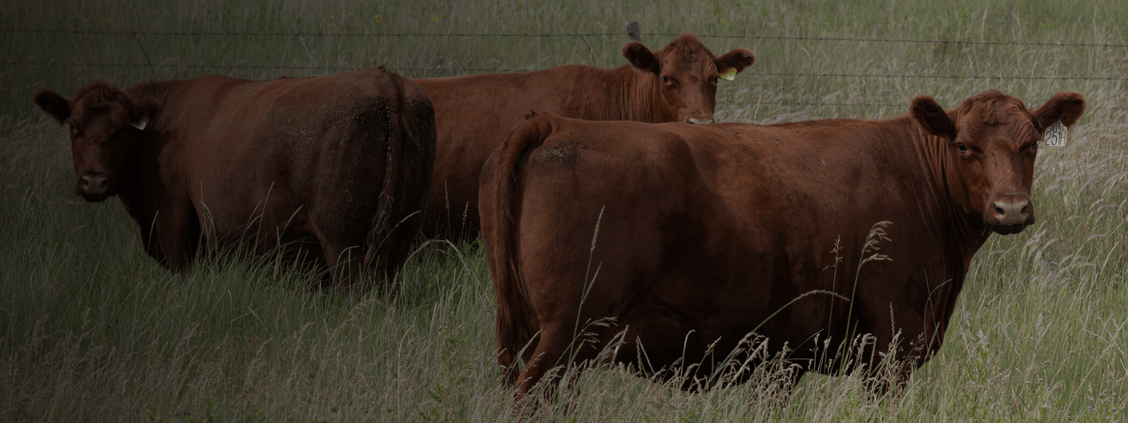 Learn More About the Dispersal