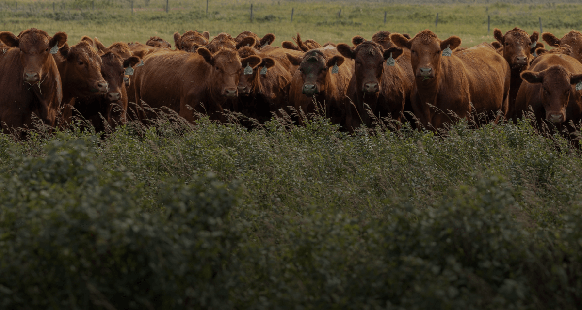 red angus for sale