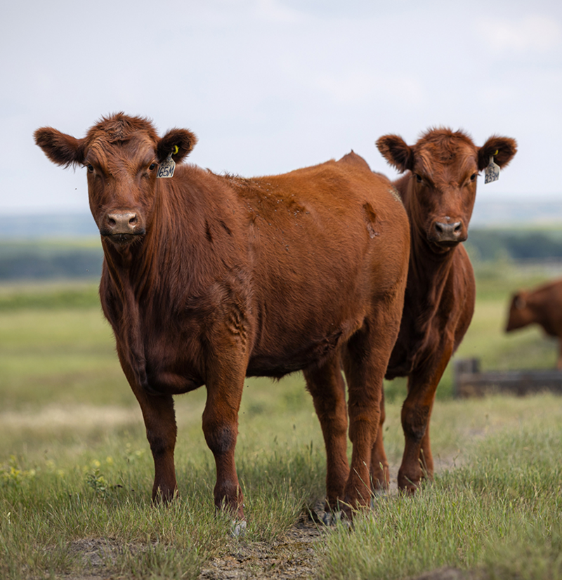 red angus bulls for sale
