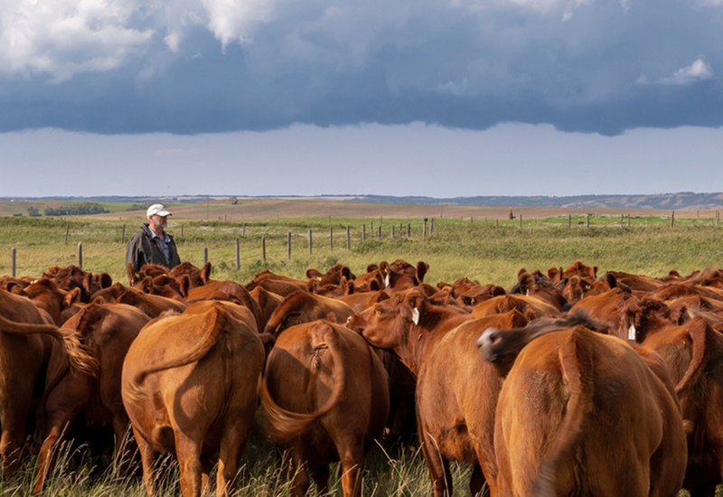 moose creek red angus review