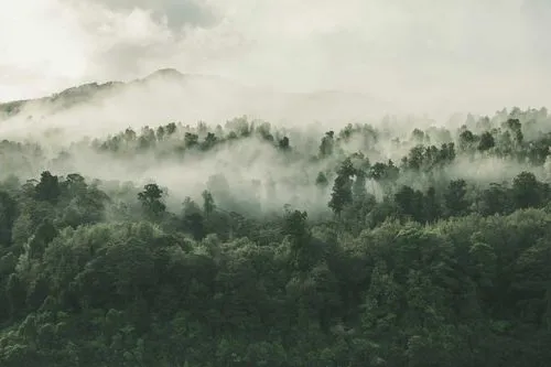 Aerial photograph of trees in a forest