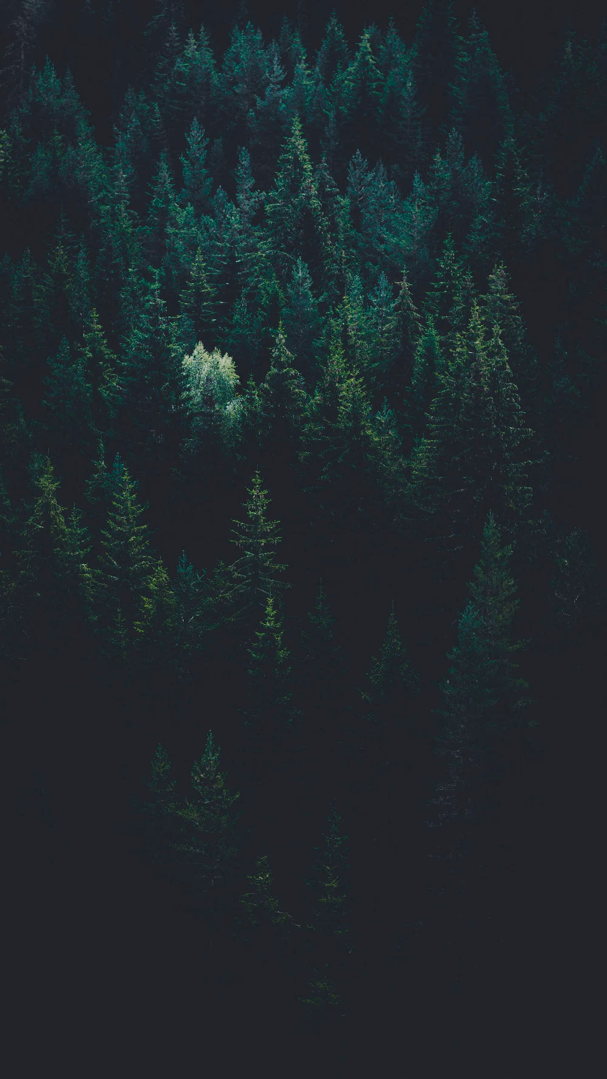 Aerial photograph of trees in a forest