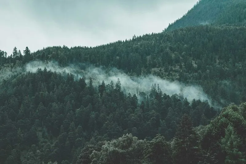 Aerial photograph of trees in a forest