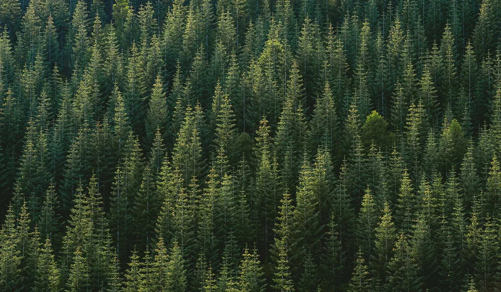 Aerial photograph of trees in a forest