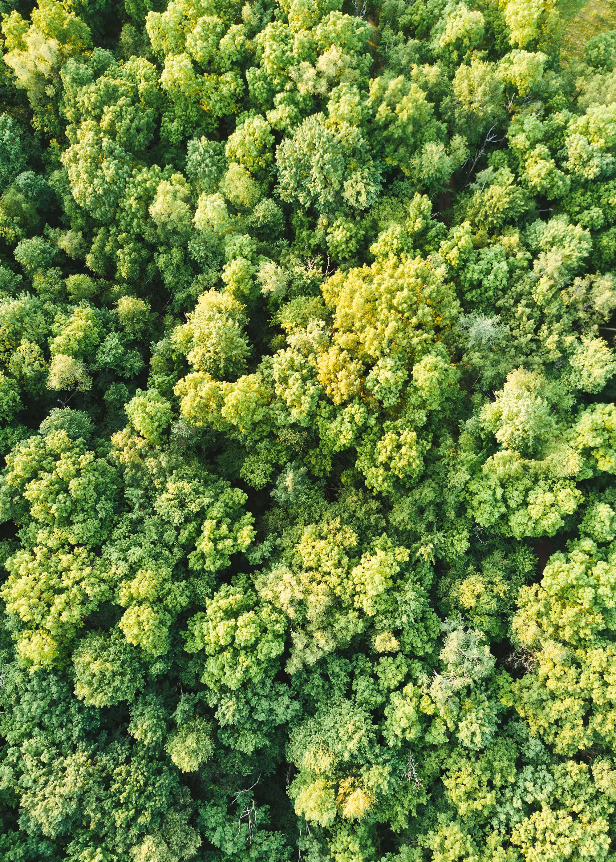 Aerial photograph of trees in a forest