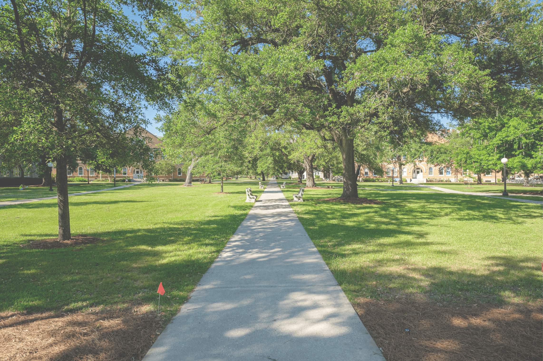 a path leading through a green college campus