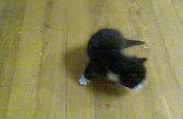 lost cat meeting planner